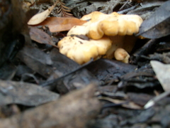 Cantharellus californicus