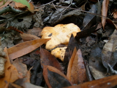 Cantharellus californicus