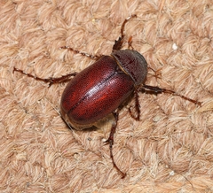 Coniopholis