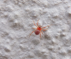 Ruborridion musivum