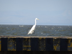 Ardea alba