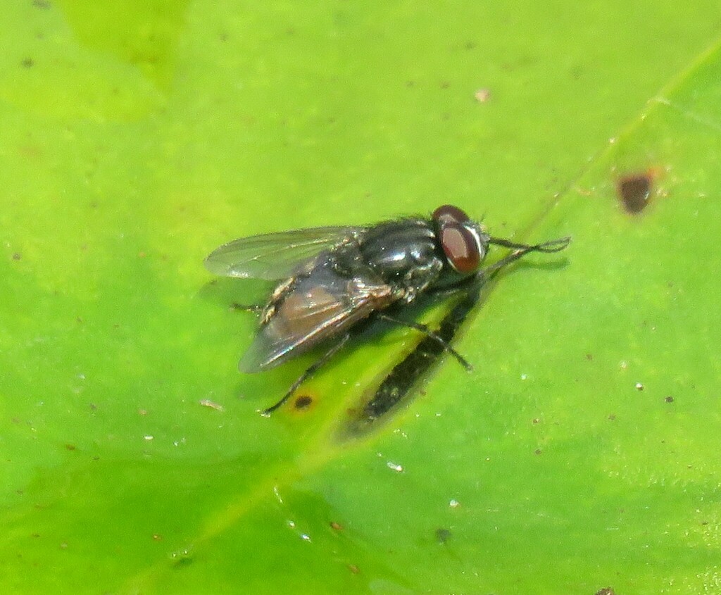 Fave Fly Face fly from 431 E Rd, Milton, VT 05468, USA on July 20, 2023 at 10:35 ...