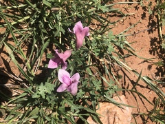 Dicerocaryum senecioides