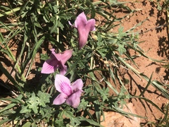 Dicerocaryum senecioides