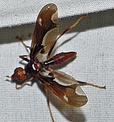 Pyrgota undata