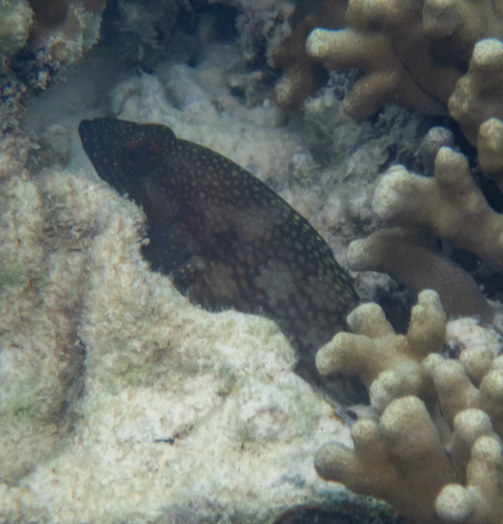 White-streaked grouper