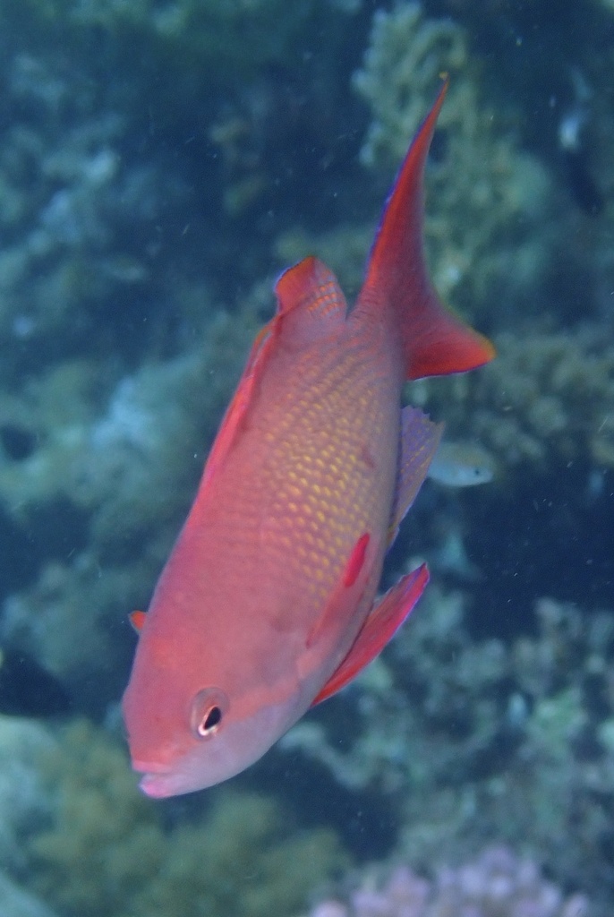 Sea goldie