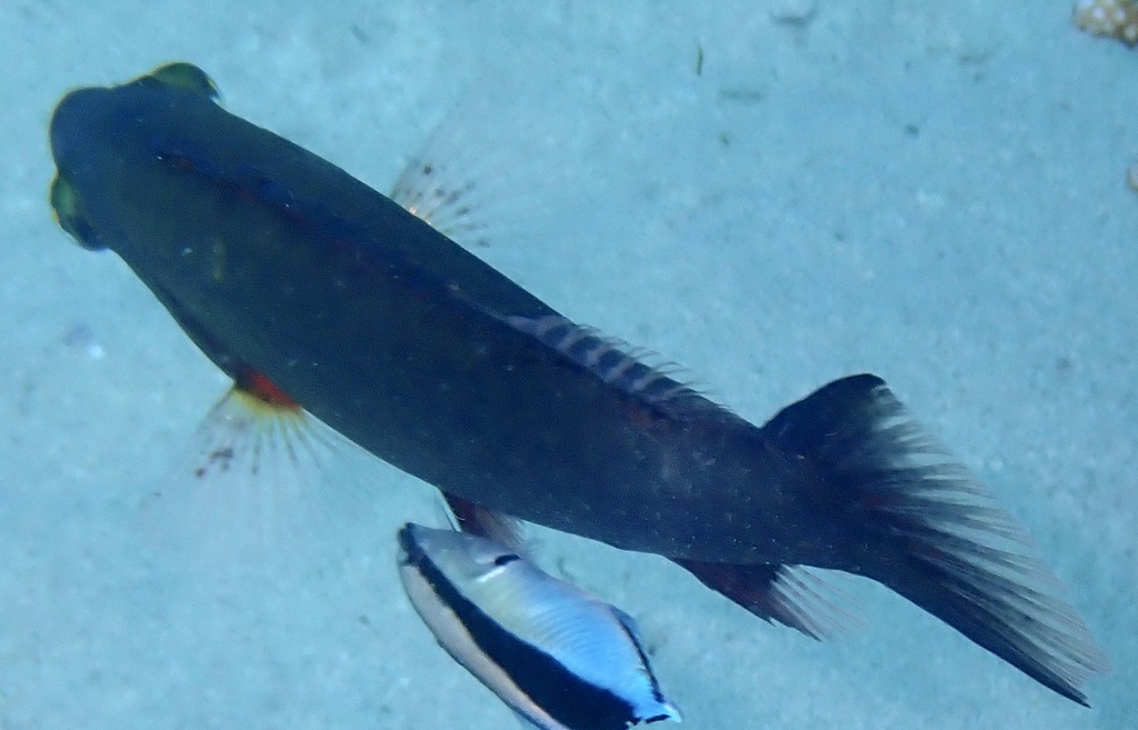 bandcheek wrasse