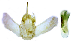 Eulithis diversilineata