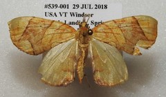 Eulithis diversilineata