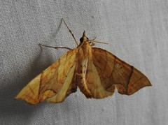 Eulithis diversilineata