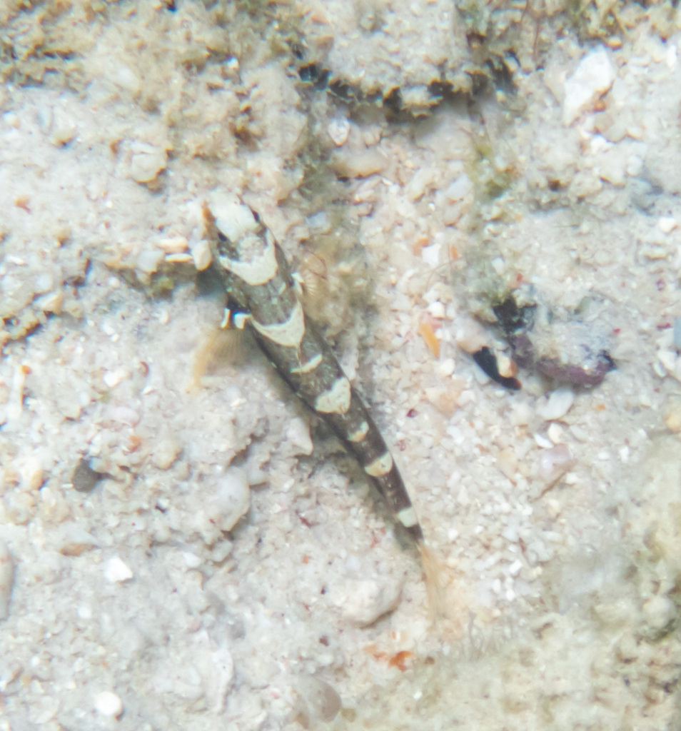 Maude's Shrimpgoby