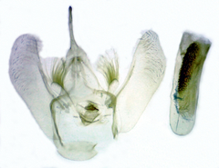 Eulithis diversilineata