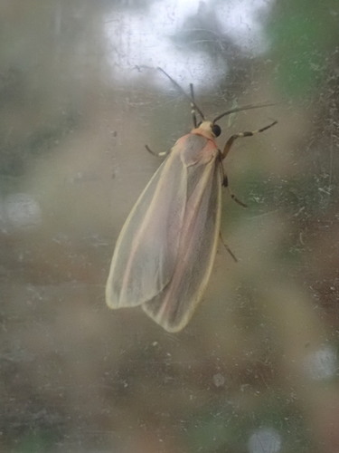 Bemalte Flechteneule