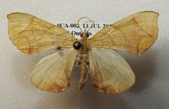 Eulithis diversilineata