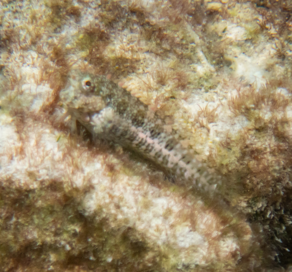 Blue-spot Blenny