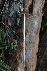 Psathyrella microrhiza