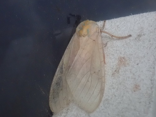 Banded Tussock Moth