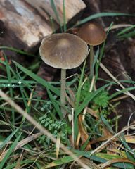 Psathyrella microrhiza