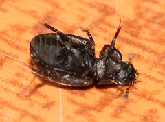 Sphaeridiinae
