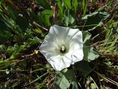 Calystegia subacaulis subacaulis