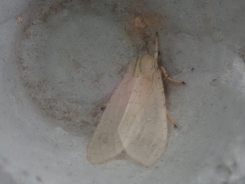 Banded Tussock Moth