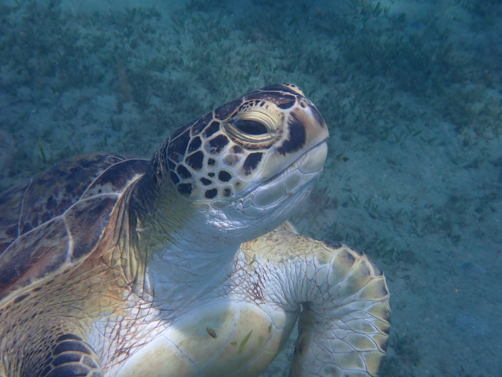 Green Sea Turtle In July 2023 By Jean Paul Boerekamps INaturalist   Large 