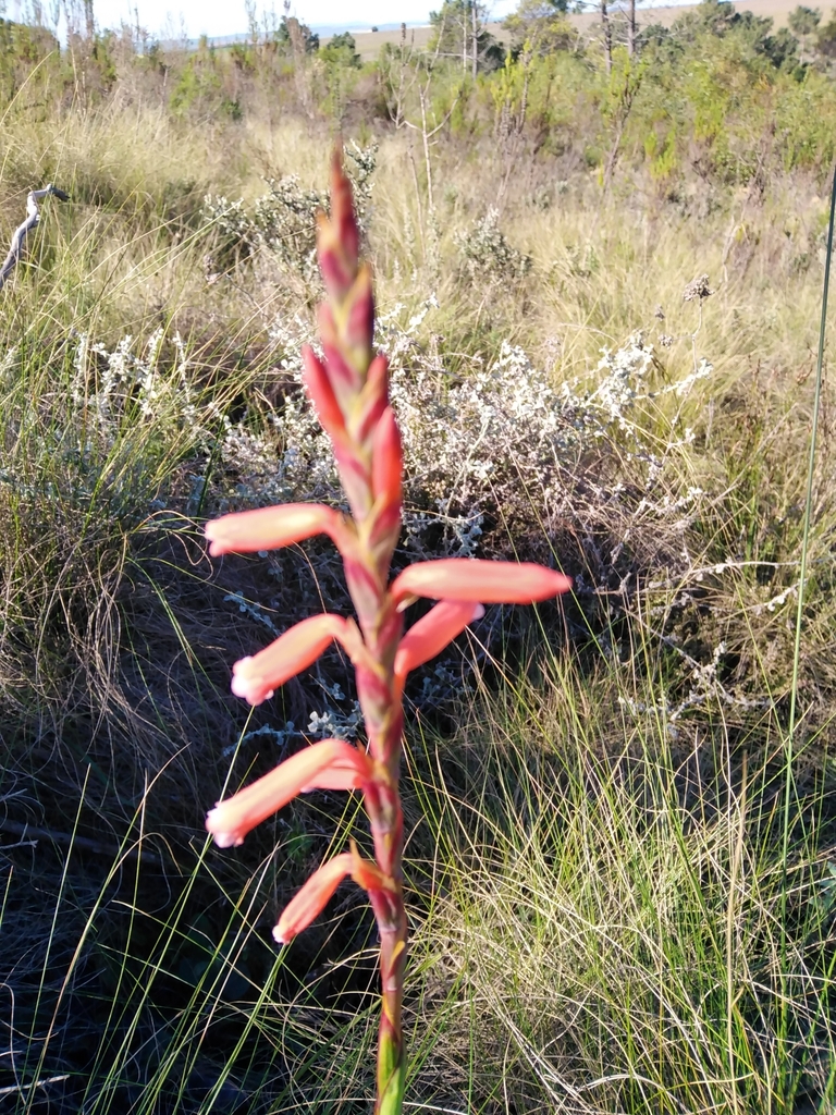 Renoster Watsonia from Overberg, ZA-WC, ZA on July 21, 2023 at 02:24 PM ...