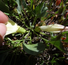 Calystegia subacaulis subacaulis