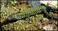 Podarcis muralis nigriventris