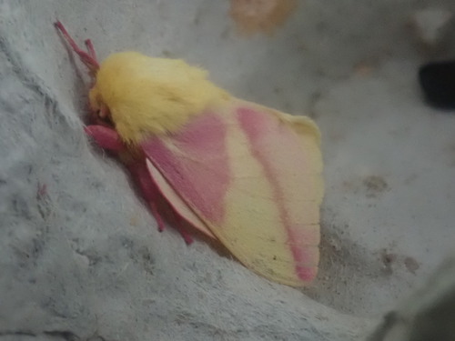Rosy Maple Moth