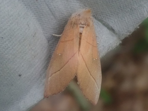White-dotted Prominent