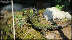 Podarcis muralis nigriventris