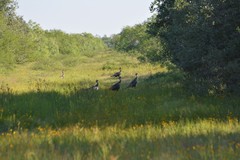 Meleagris gallopavo intermedia