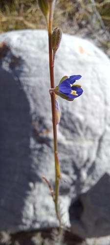 Image of Heliophila digitata by (c) Danie Palm, some rights reserved (CC BY)