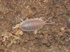 Porcellio laevis
