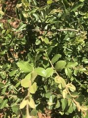 Combretum hereroense hereroense