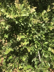 Combretum hereroense hereroense