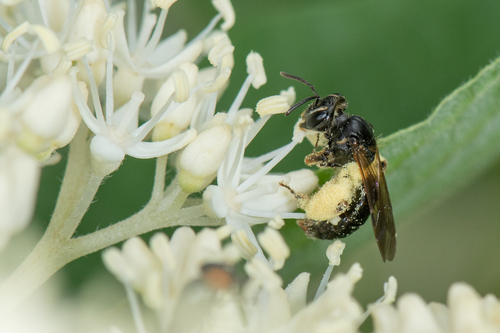 How to identify Andrena integra Smith, 1853