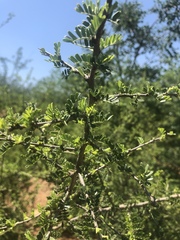 Ormocarpum trichocarpum