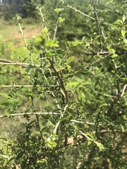 Ormocarpum trichocarpum