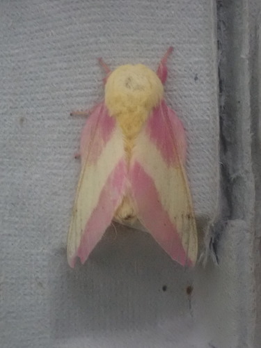 Rosy Maple Moth