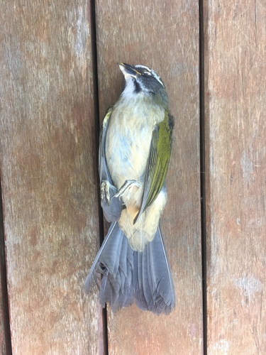 Green-winged Saltator (Saltator similis), photo 7