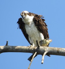 Osprey photo 5
