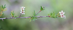Kunzea ericoides
