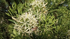 Tripodanthus flagellaris