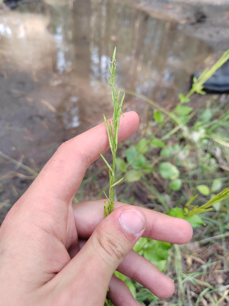 Коляда евгений владимирович черкассы