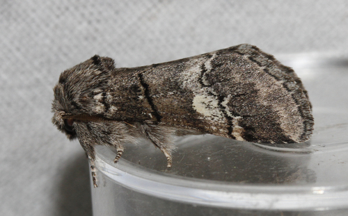 Drymonia querna