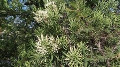 Tripodanthus flagellaris