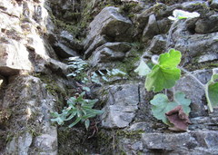 Heuchera missouriensis